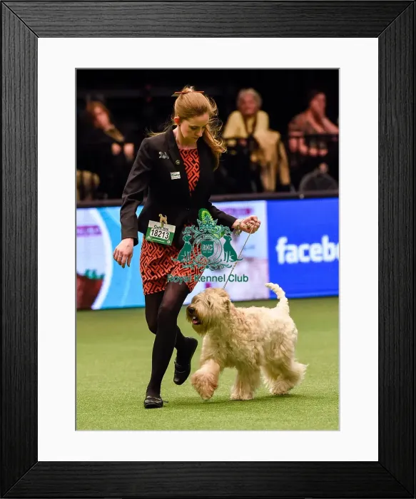 Framed Print : Crufts 2016 Framed Print : Crufts 2016