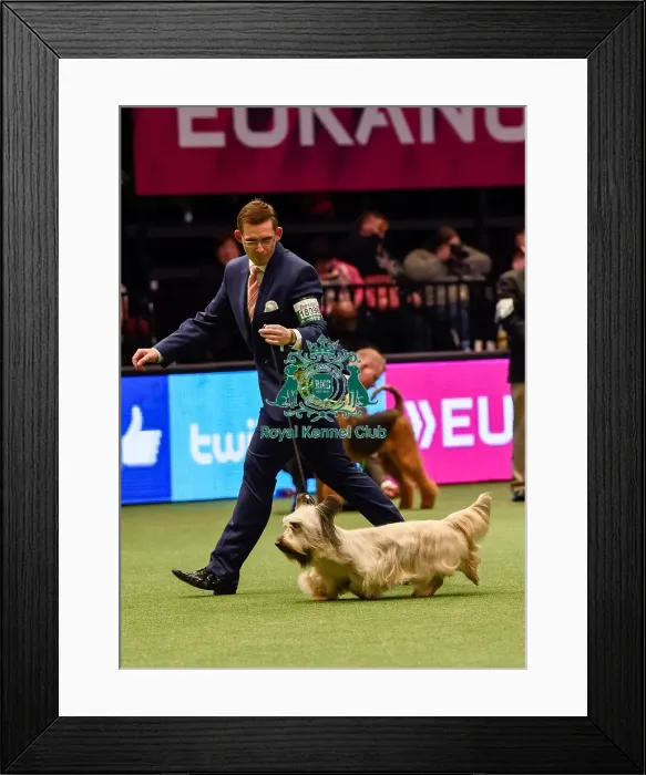 Framed Print : Crufts 2016 Framed Print : Crufts 2016