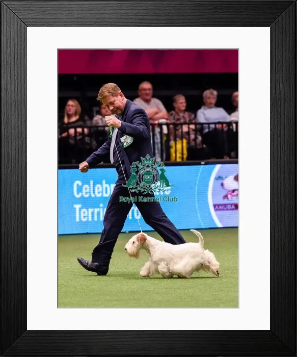 Framed Print : Crufts 2016 Framed Print : Crufts 2016
