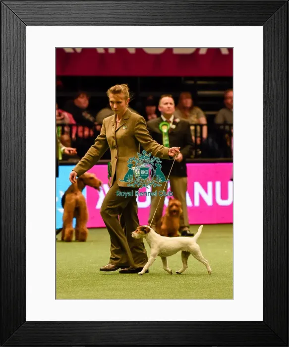 Framed Print : Crufts 2016