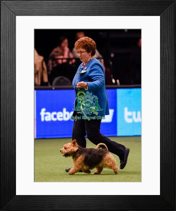 Framed Print : Crufts 2016 Framed Print : Crufts 2016