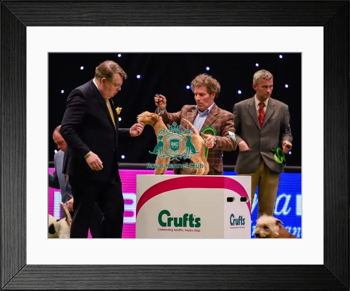 Framed Print : Crufts 2016 Framed Print : Crufts 2016