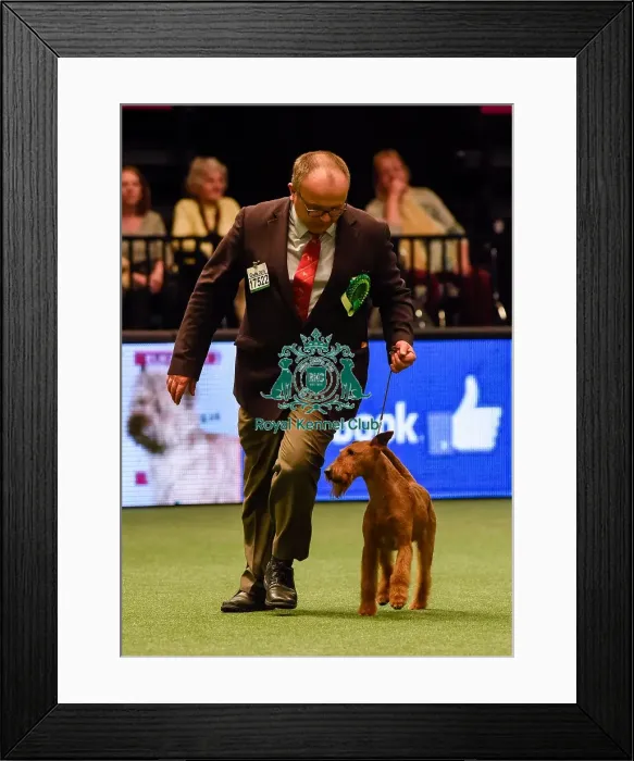 Framed Print : Crufts 2016 Framed Print : Crufts 2016