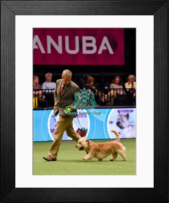 Framed Print : Crufts 2016 Framed Print : Crufts 2016