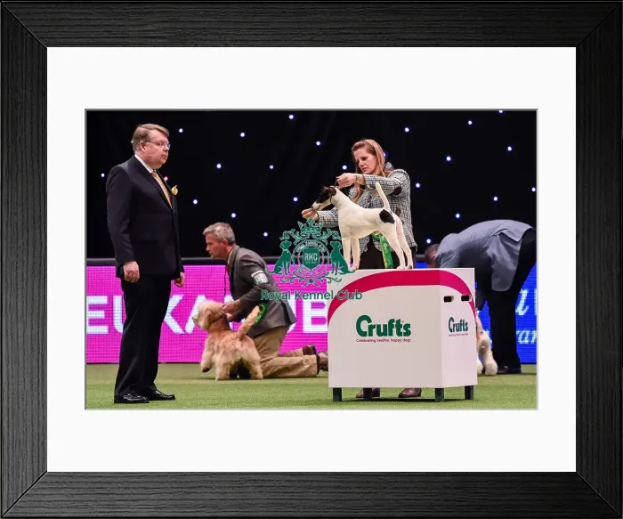 Framed Print : Crufts 2016 Framed Print : Crufts 2016