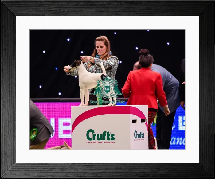 Framed Print : Crufts 2016 Framed Print : Crufts 2016