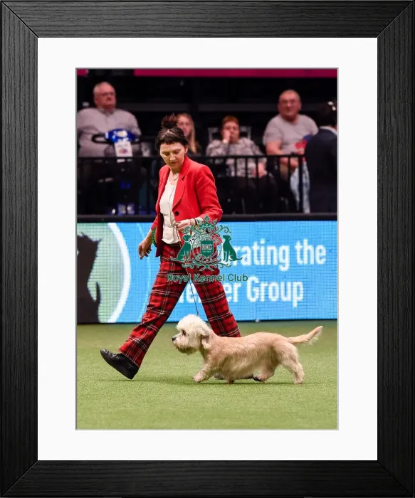 Framed Print : Crufts 2016 Framed Print : Crufts 2016