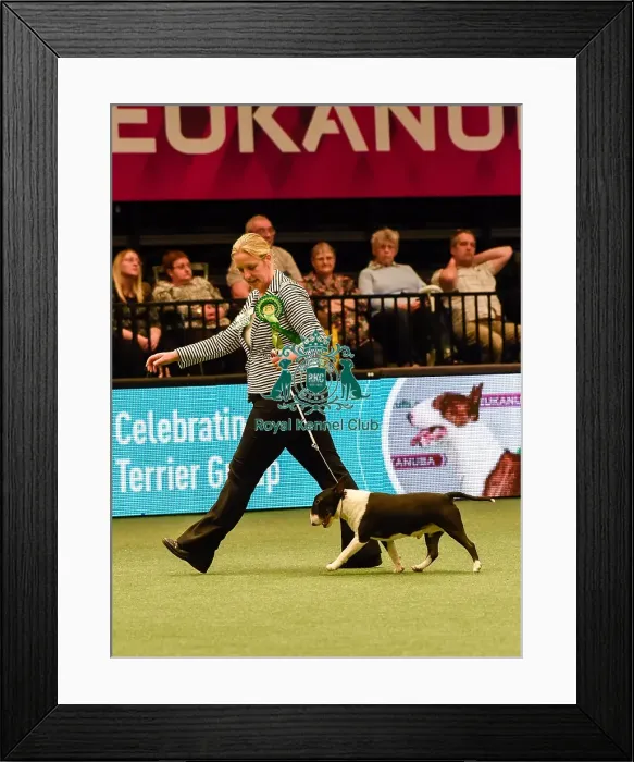 Framed Print : Crufts 2016 Framed Print : Crufts 2016
