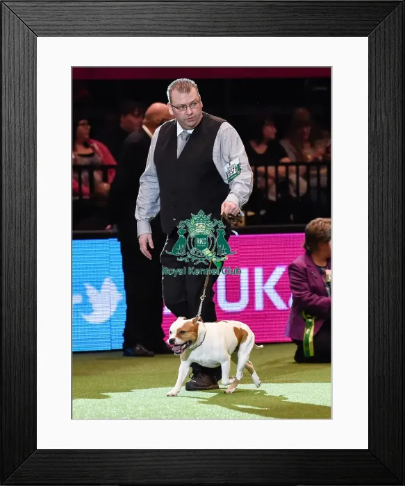 Framed Print : Crufts 2016 Framed Print : Crufts 2016