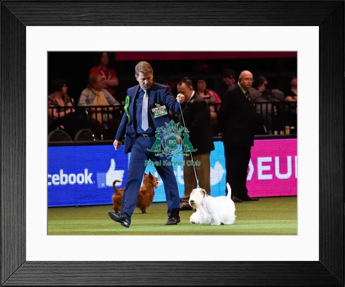 Framed Print : Crufts 2016 Framed Print : Crufts 2016