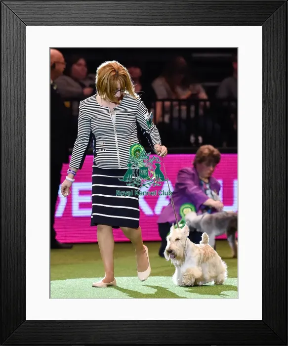 Framed Print : Crufts 2016 Framed Print : Crufts 2016
