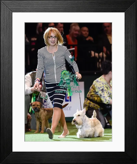 Framed Print : Crufts 2016 Framed Print : Crufts 2016