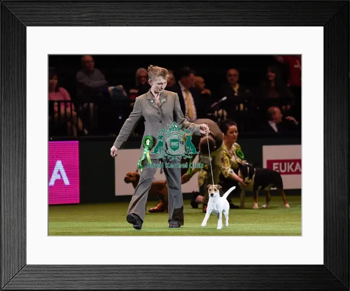 Framed Print : Crufts 2016 Framed Print : Crufts 2016