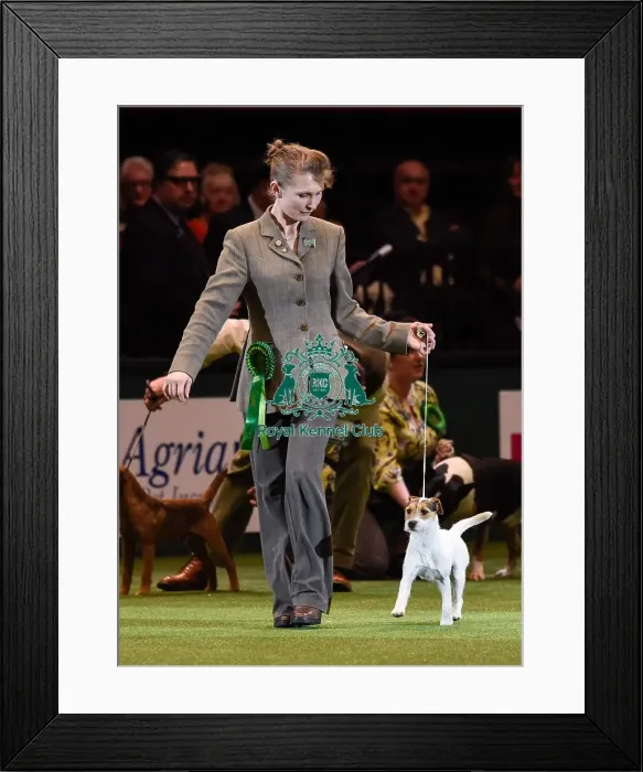 Framed Print : Crufts 2016 Framed Print : Crufts 2016
