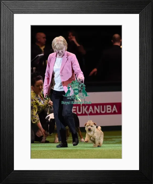 Framed Print : Crufts 2016 Framed Print : Crufts 2016