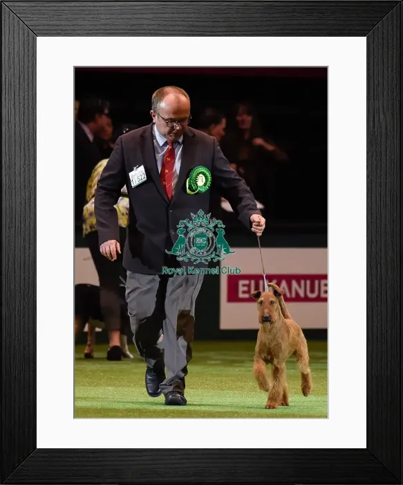 Framed Print : Crufts 2016 Framed Print : Crufts 2016