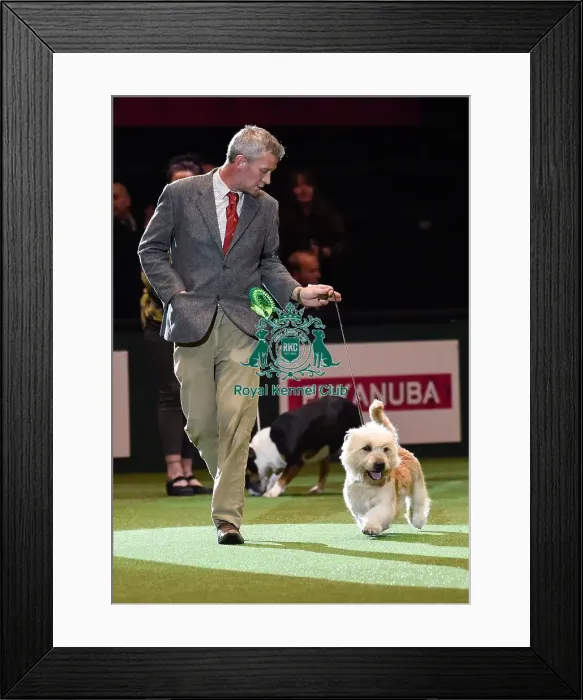 Framed Print : Crufts 2016 Framed Print : Crufts 2016