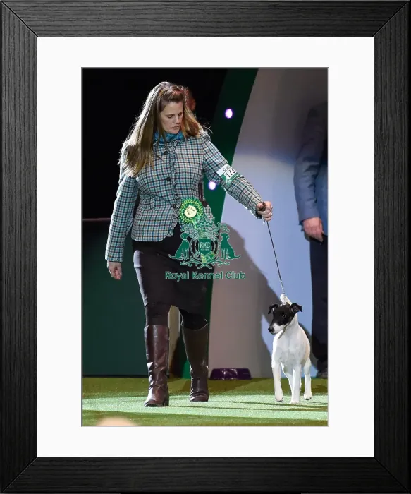 Framed Print : Crufts 2016 Framed Print : Crufts 2016