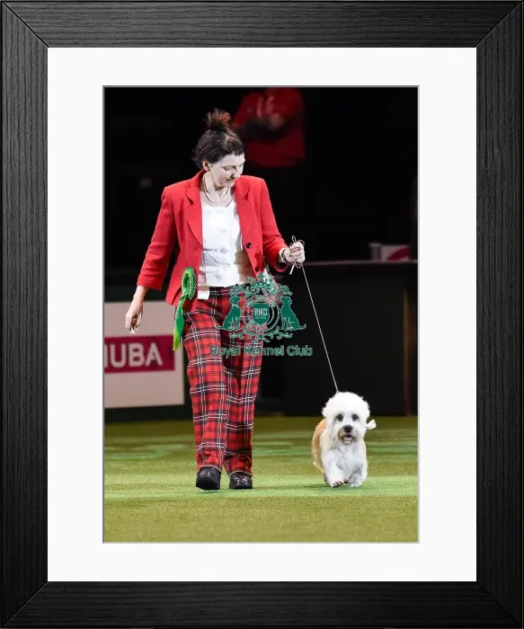 Framed Print : Crufts 2016 Framed Print : Crufts 2016