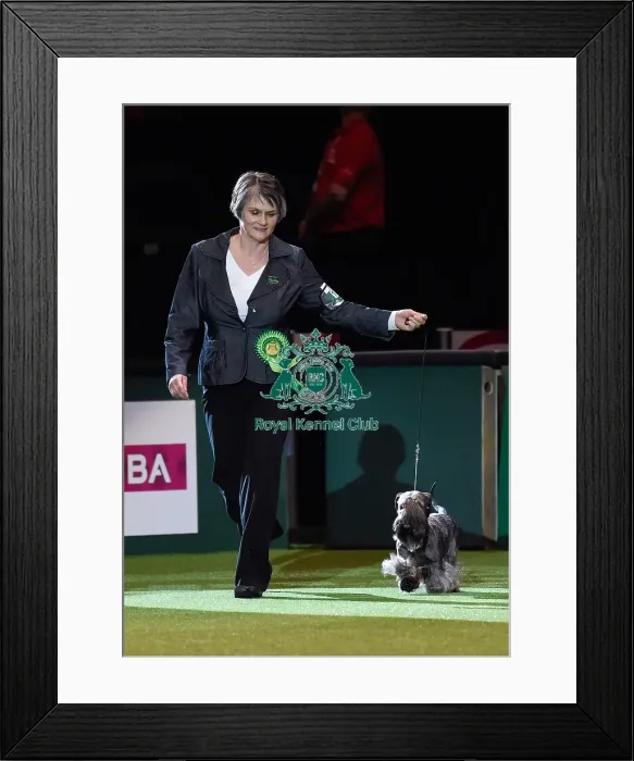 Framed Print : Crufts 2016 Framed Print : Crufts 2016