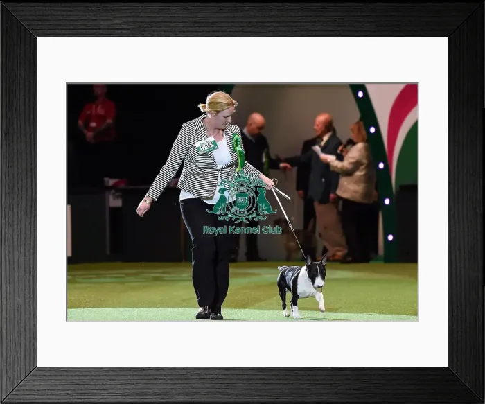 Framed Print : Crufts 2016 Framed Print : Crufts 2016