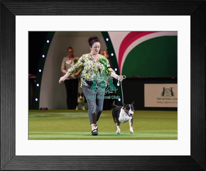 Framed Print : Crufts 2016 Framed Print : Crufts 2016
