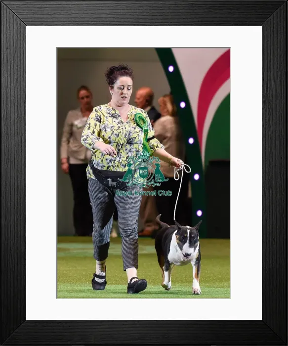 Framed Print : Crufts 2016 Framed Print : Crufts 2016