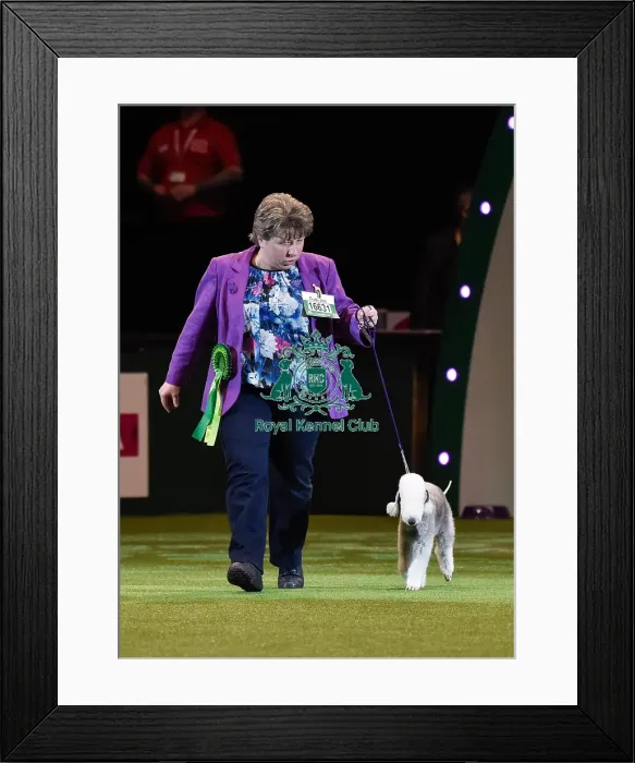 Framed Print : Crufts 2016 Framed Print : Crufts 2016