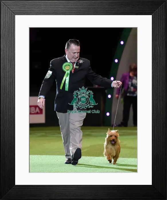 Framed Print : Crufts 2016 Framed Print : Crufts 2016