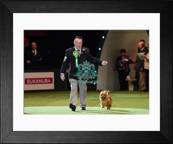 Framed Print : Crufts 2016 Framed Print : Crufts 2016