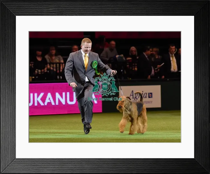 Framed Print : Crufts 2016 Framed Print : Crufts 2016