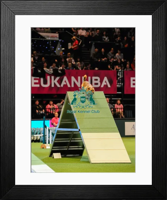 Framed Print : Crufts 2016 Framed Print : Crufts 2016