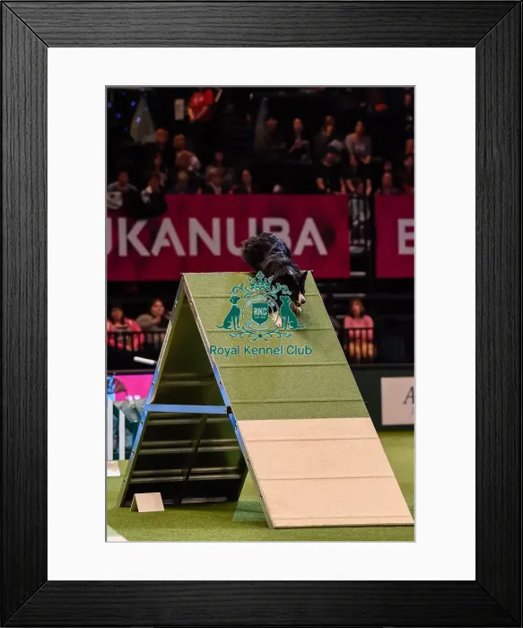 Framed Print : Crufts 2016 Framed Print : Crufts 2016