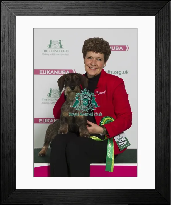 Framed Print : Crufts 2016 Best of Breed Framed Print : Crufts 2016 Best of Breed