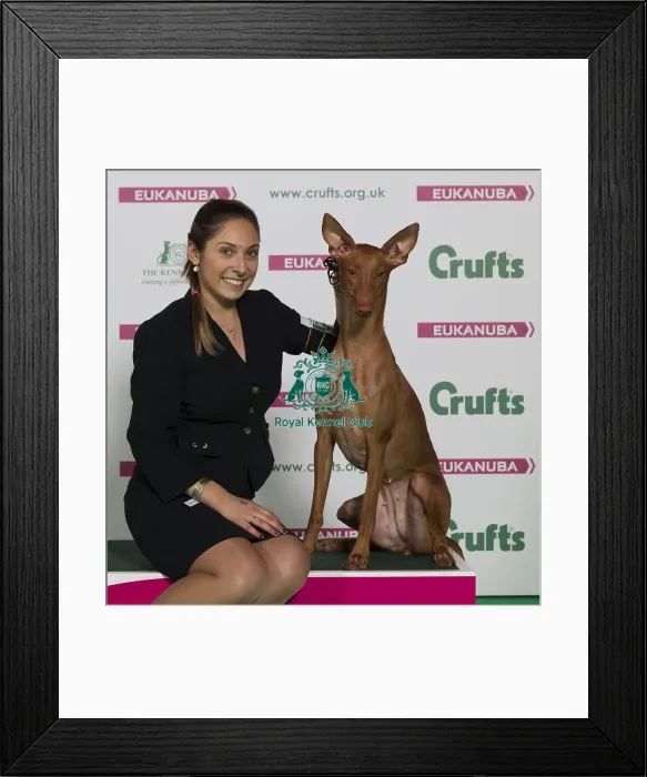 Framed Print : Crufts 2016 Best of Breed Framed Print : Crufts 2016 Best of Breed