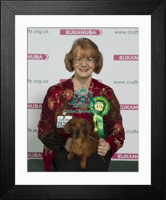 Framed Print : Crufts 2016 Best of Breed Framed Print : Crufts 2016 Best of Breed