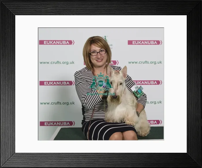 Framed Print : Crufts 2016 Best of Breed