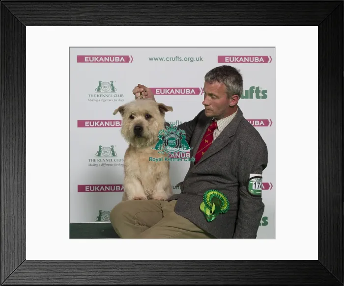 Framed Print : Crufts 2016 Best of Breed Framed Print : Crufts 2016 Best of Breed