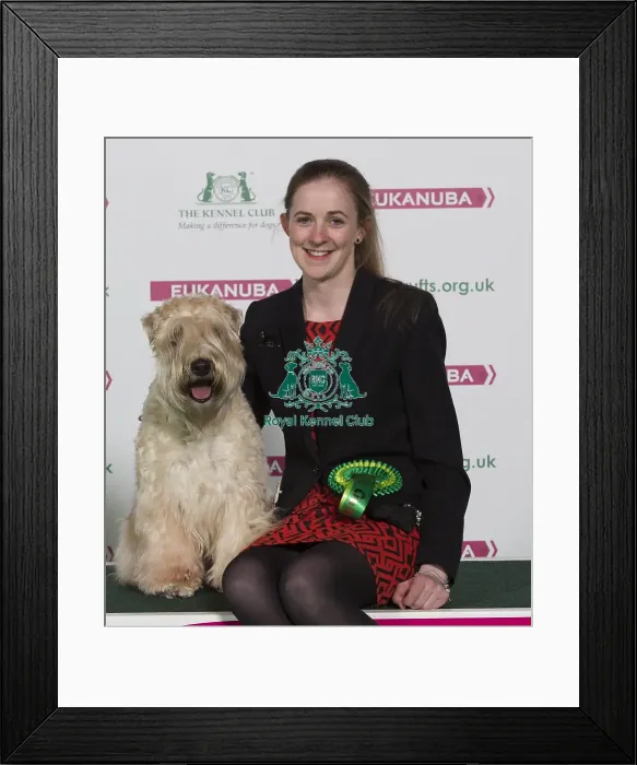 Framed Print : Crufts 2016 Best of Breed Framed Print : Crufts 2016 Best of Breed