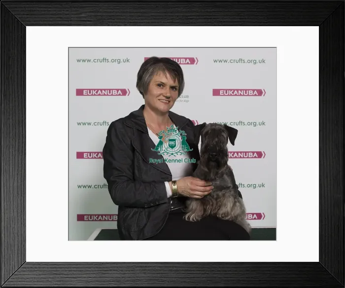 Framed Print : Crufts 2016 Best of Breed Framed Print : Crufts 2016 Best of Breed