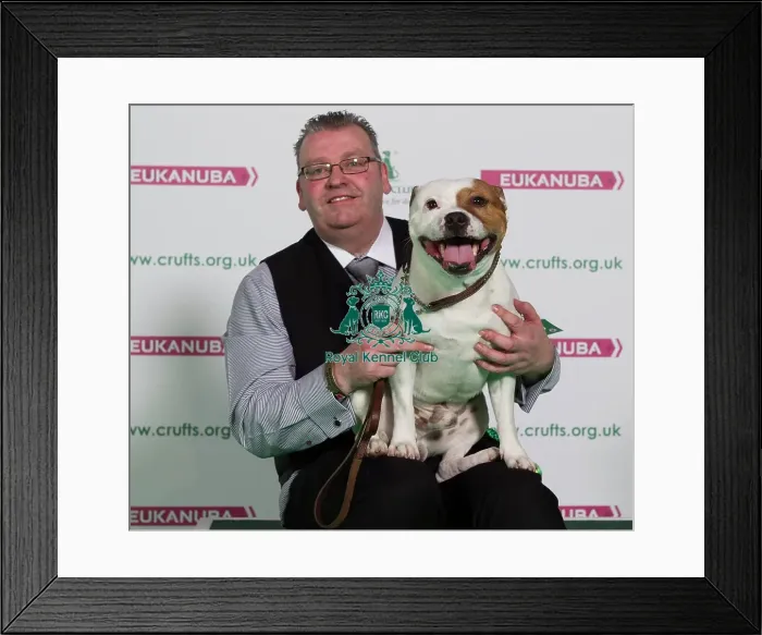 Framed Print : Crufts 2016 Best of Breed Framed Print : Crufts 2016 Best of Breed