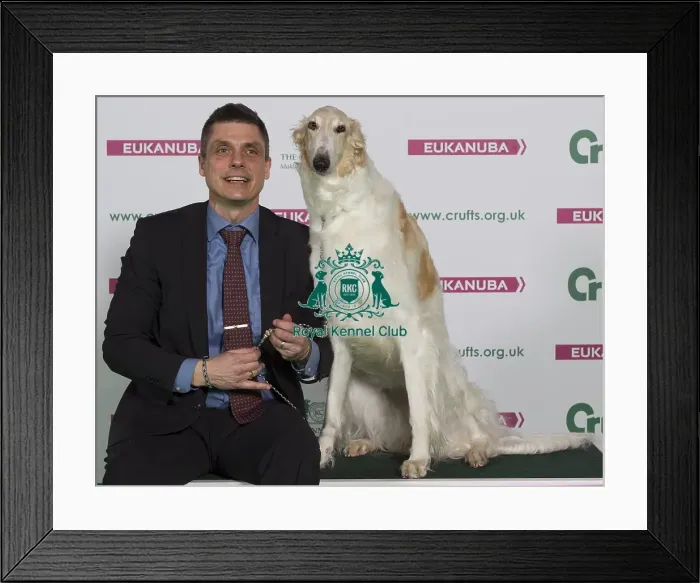 Framed Print : Crufts 2016 Best of Breed Framed Print : Crufts 2016 Best of Breed