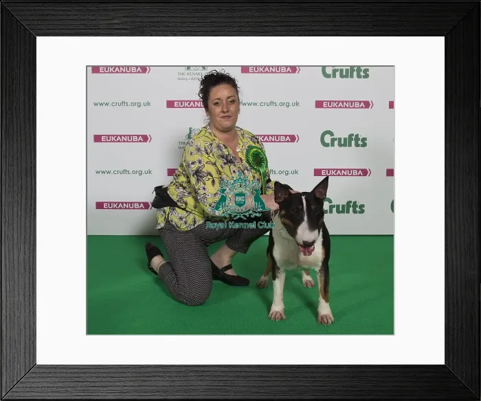 Framed Print : Crufts 2016 Best of Breed Framed Print : Crufts 2016 Best of Breed
