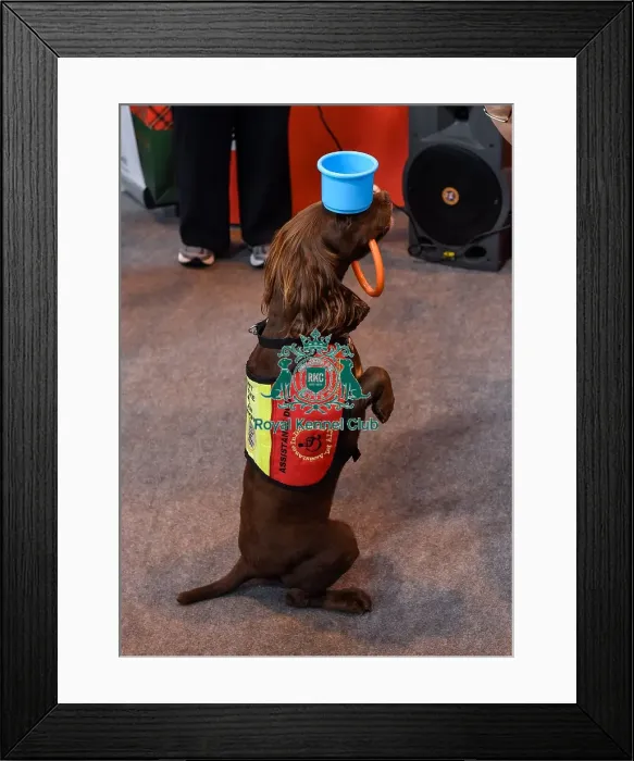 Framed Print : Crufts 2016 Framed Print : Crufts 2016