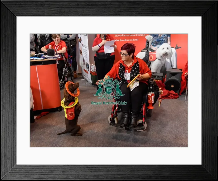 Framed Print : Crufts 2016 Framed Print : Crufts 2016