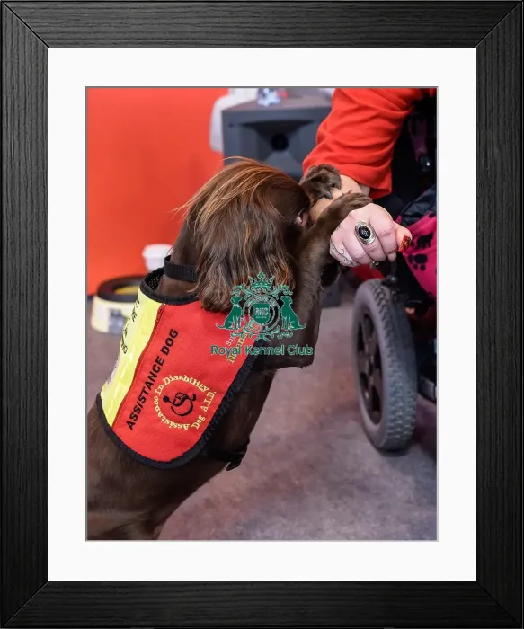Framed Print : Crufts 2016 Framed Print : Crufts 2016