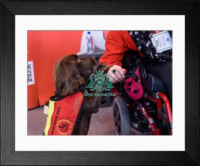 Framed Print : Crufts 2016 Framed Print : Crufts 2016