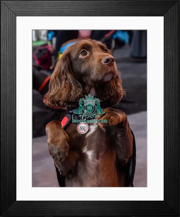 Framed Print : Crufts 2016 Framed Print : Crufts 2016