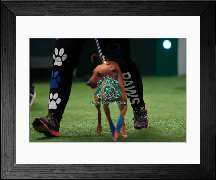 Framed Print : Crufts 2016 Framed Print : Crufts 2016