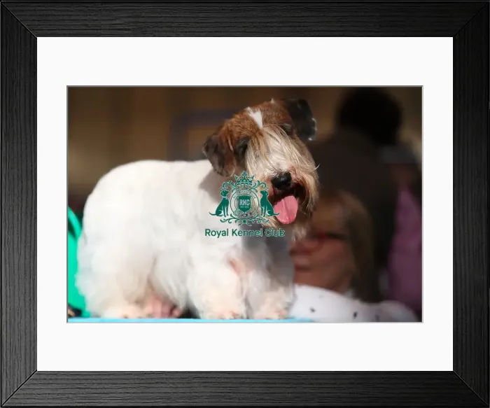 Framed Print : Crufts 2016 Framed Print : Crufts 2016